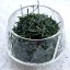 2024 Gyokuro Tohei Shizuoka - mistrovské gyokuro