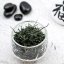 2024 Gyokuro Tohei Shizuoka - mistrovské gyokuro