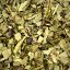 Cesmína Paraguayská - Brazilské Yerba Maté  - Ilex paraguayensis
