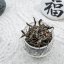 2024 Taiwan San Xia Black Cha - ručně sbíraný čaj