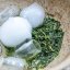 2024 Gyokuro Tohei Shizuoka